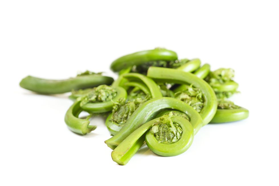 fresh fiddlehead ferns