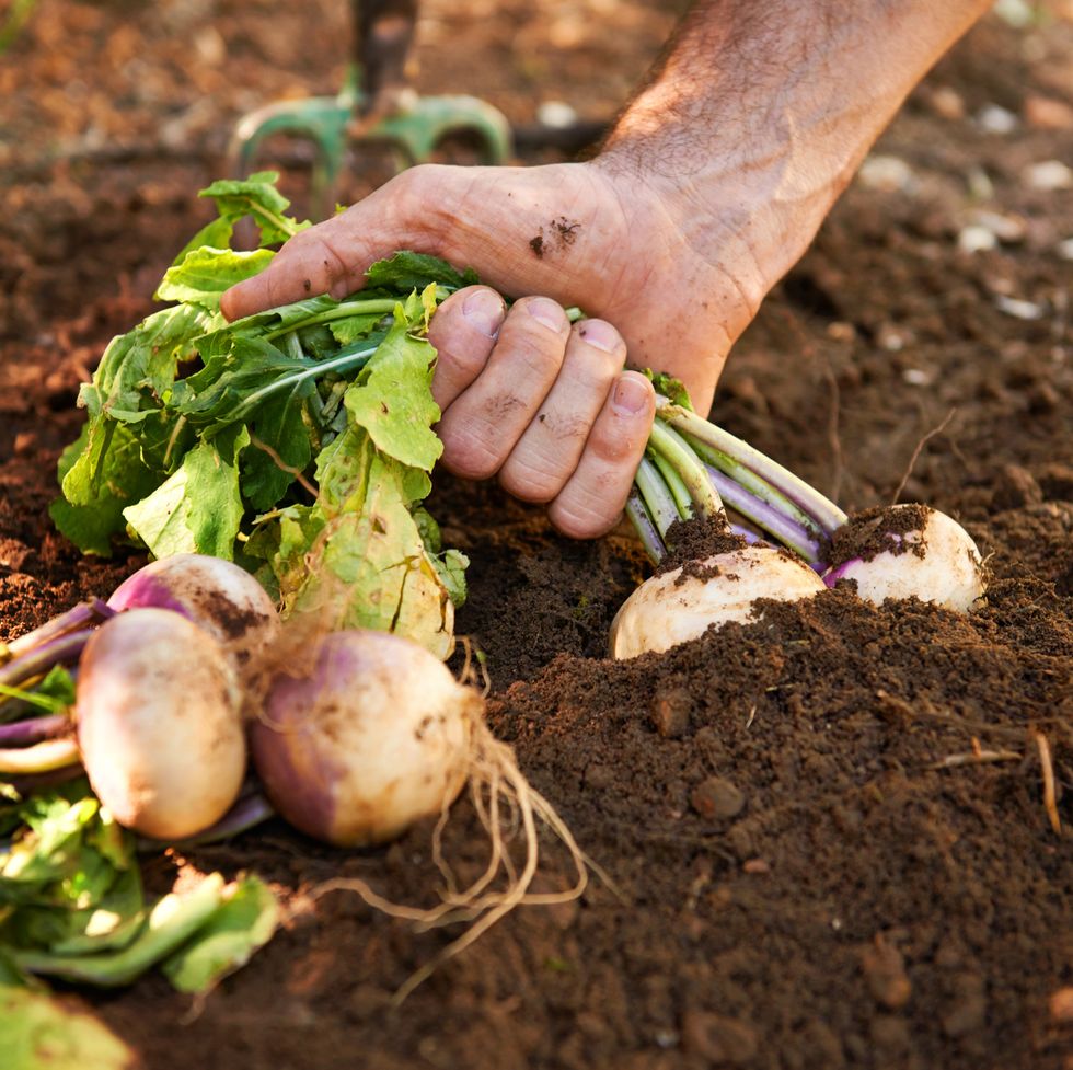 best vegetables to grow turnips