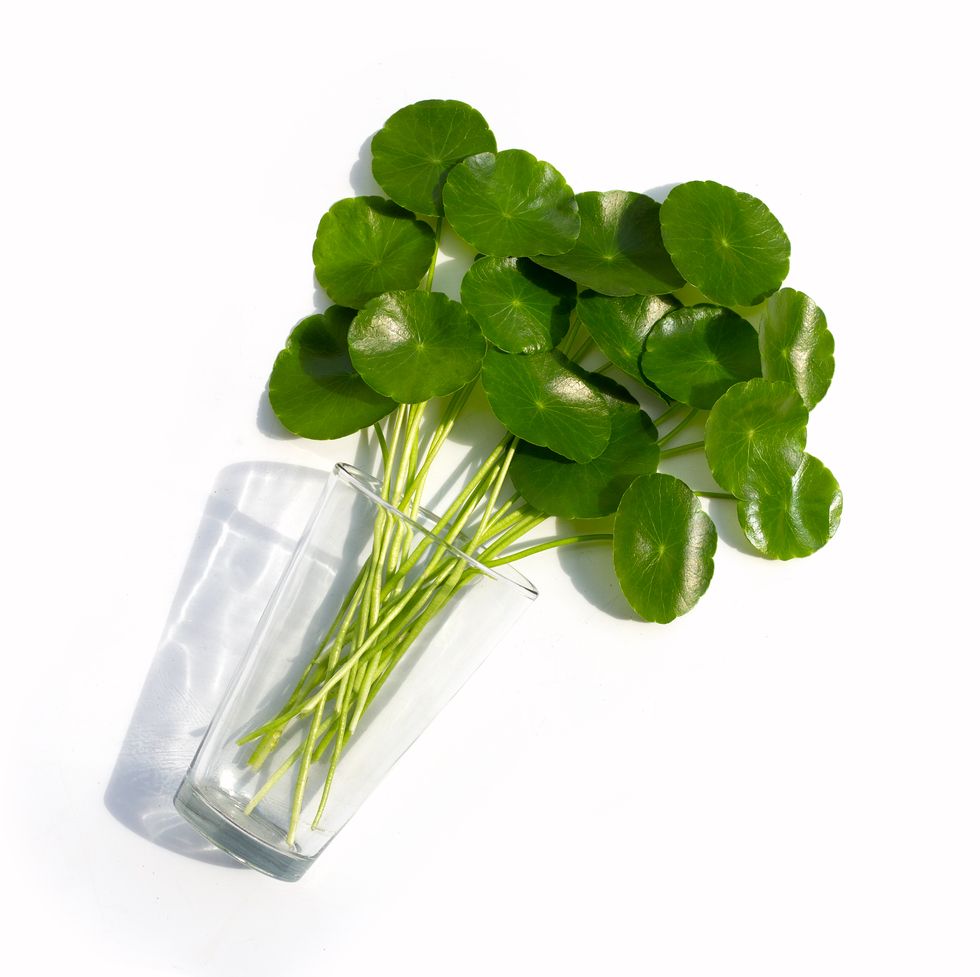 fresh green centella asiatica leaves or water pennywort  plant in glass