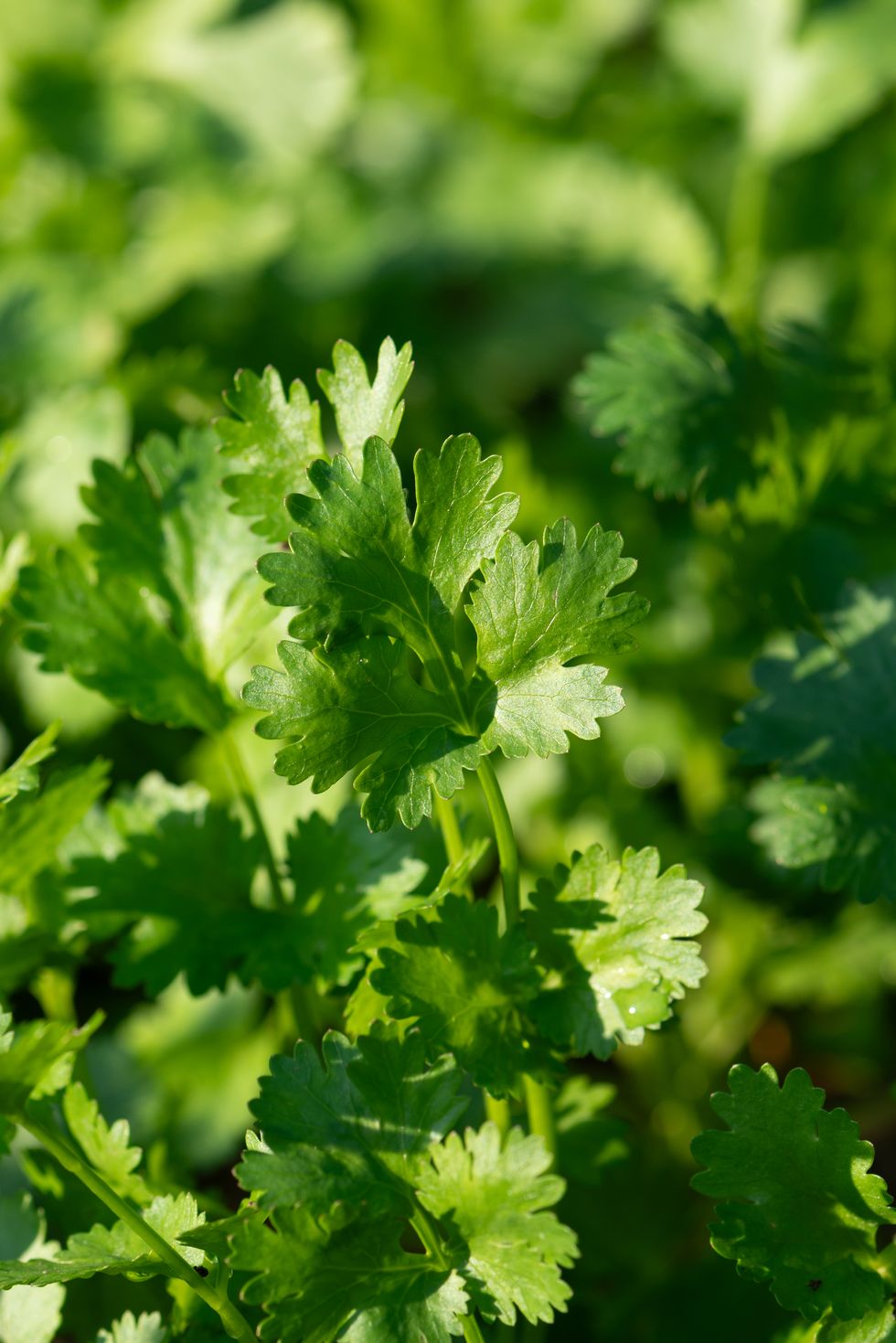 fresh green coriander leaves in sunlight