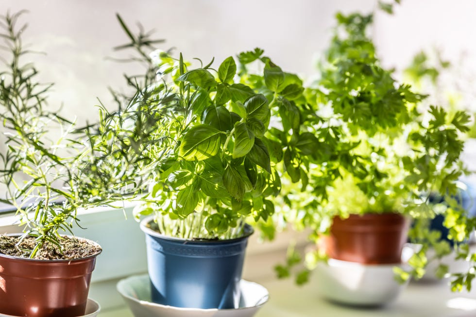 erbe aromatiche