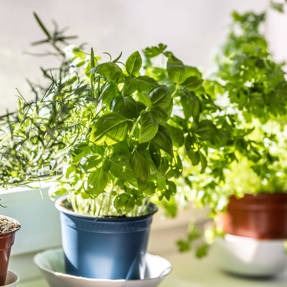 fresh green herbs, basil, rosemary and coriander in pots placed on a window frame.