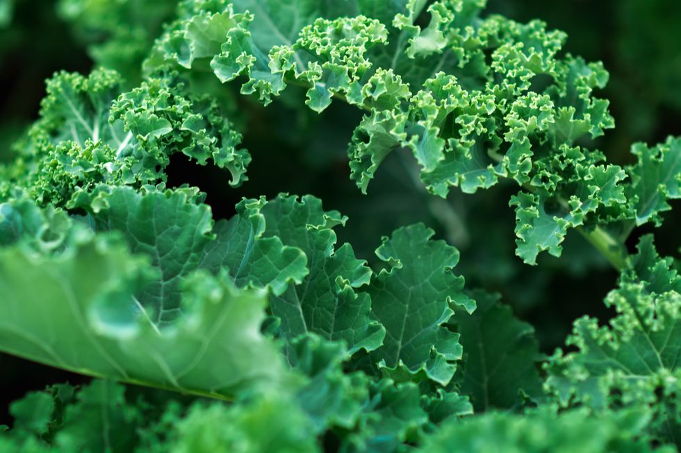 fresh green kale growing in garden, healthy eating