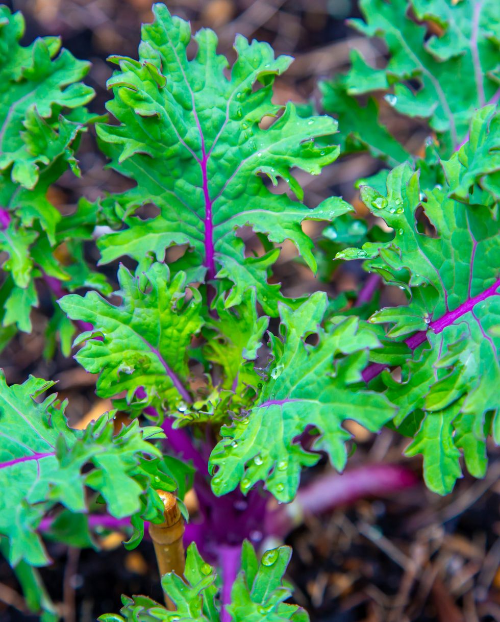 easiest vegetables to grow kale