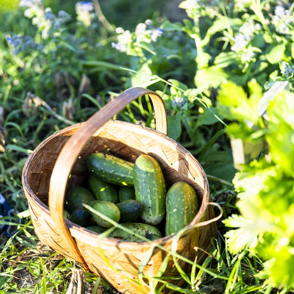 fresh harvested cucumbers in wicker basket at farm