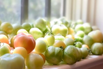 fresh heirloom tomatoes from vegetable garden ripening on sunny window sill