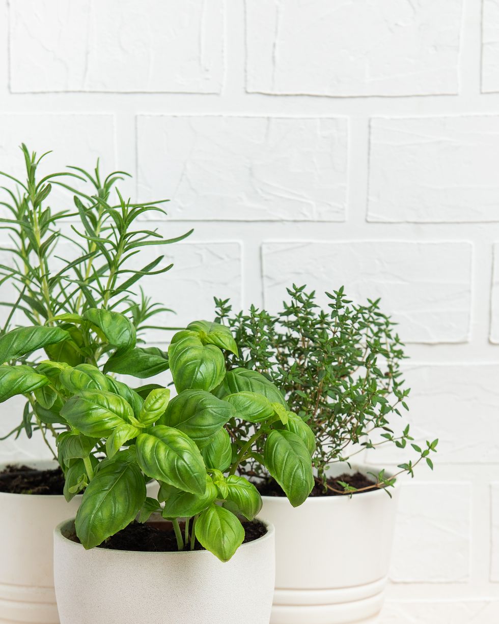 fresh herbs growing in white pots on wooden table