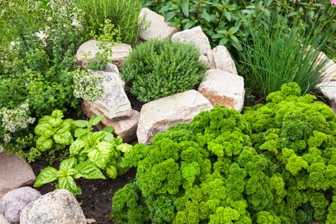 fresh herbs in the garden