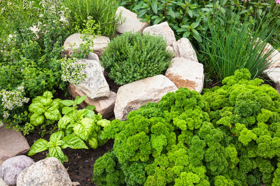 raised bed garden ideas fresh herbs in the garden