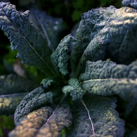 what to grow in november fresh kale in garden