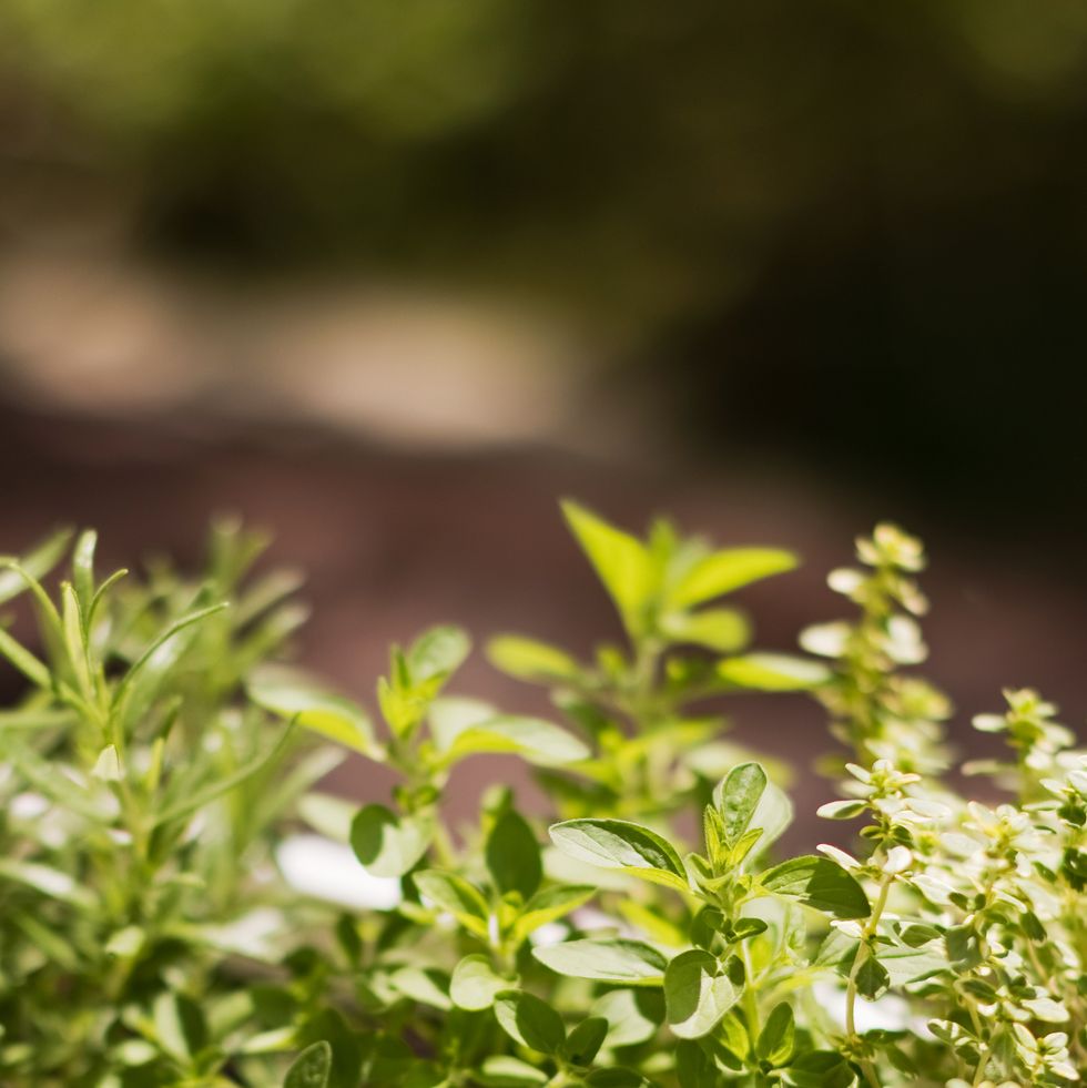 fresh kitchen herbs in flower pot