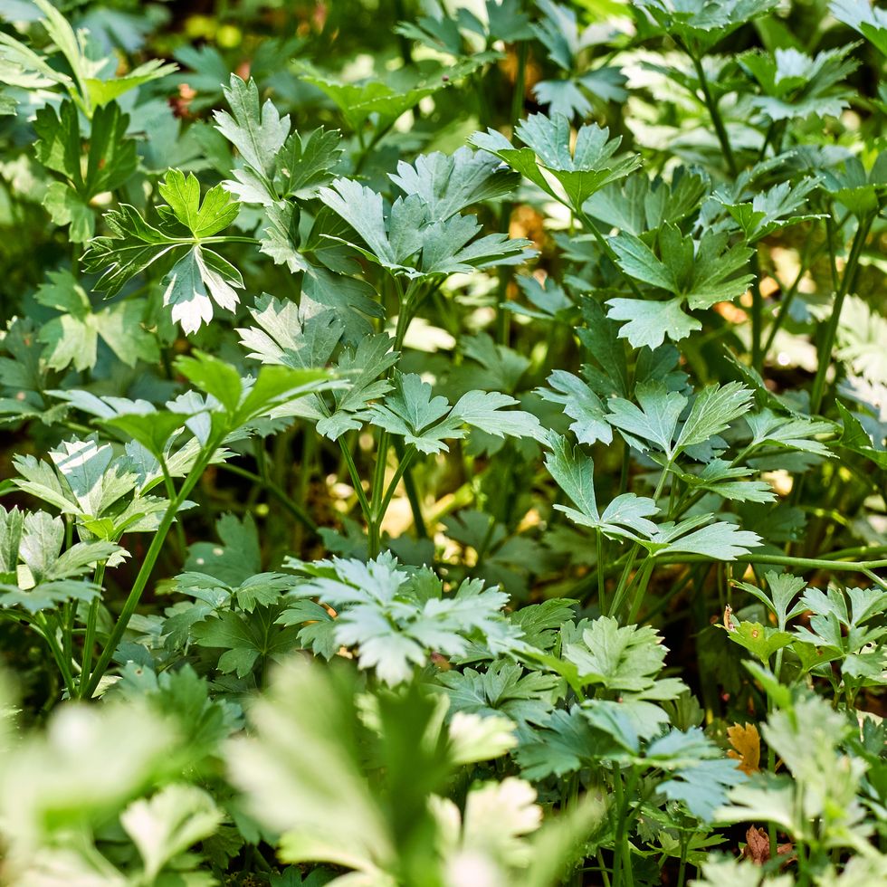fresh leaf green coriander in a garden
