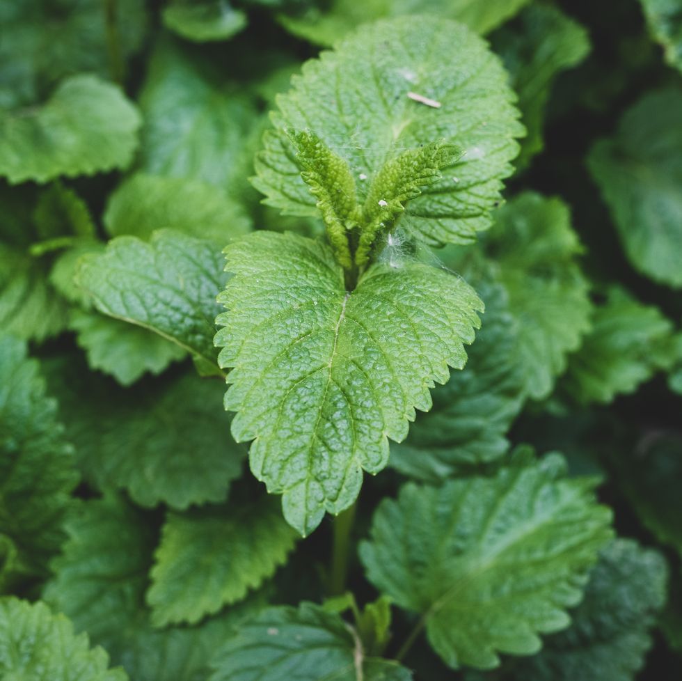fresh lemon balm (melissa officinalis)