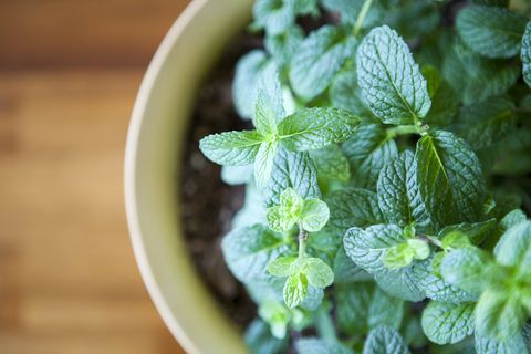Fresh Mint Plant Potted 