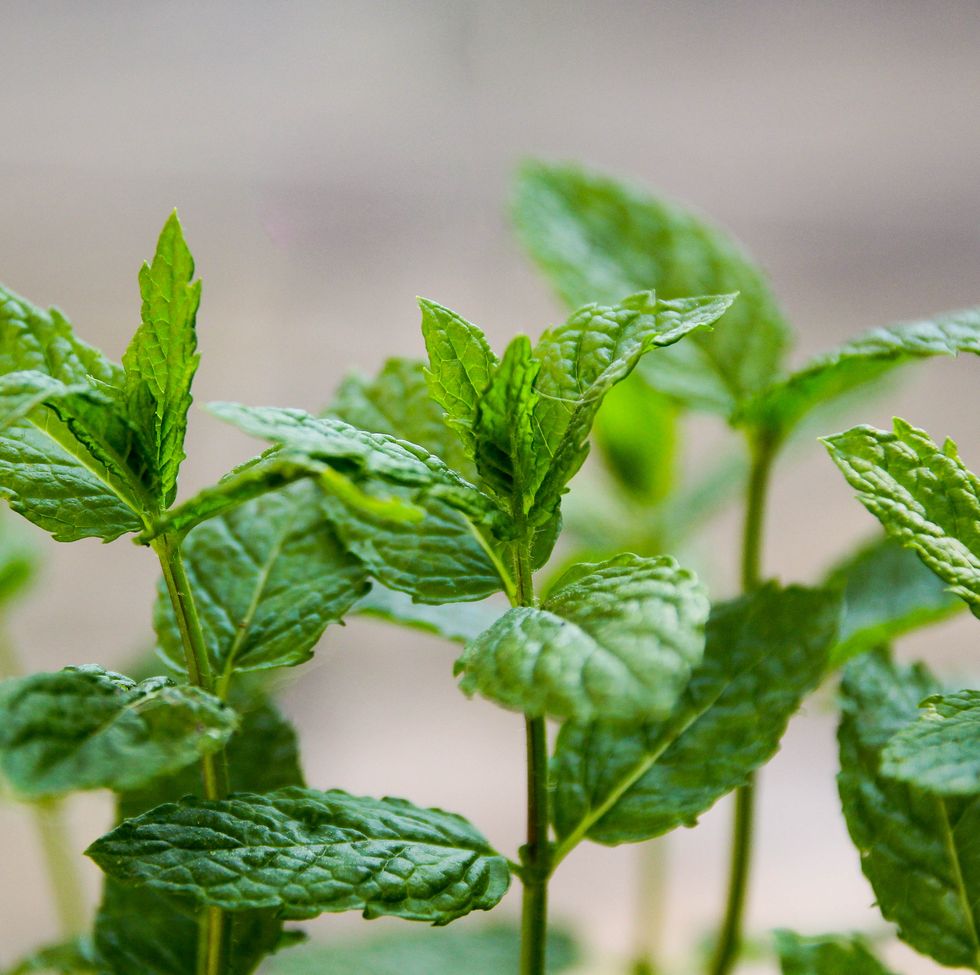 fresh mint plant