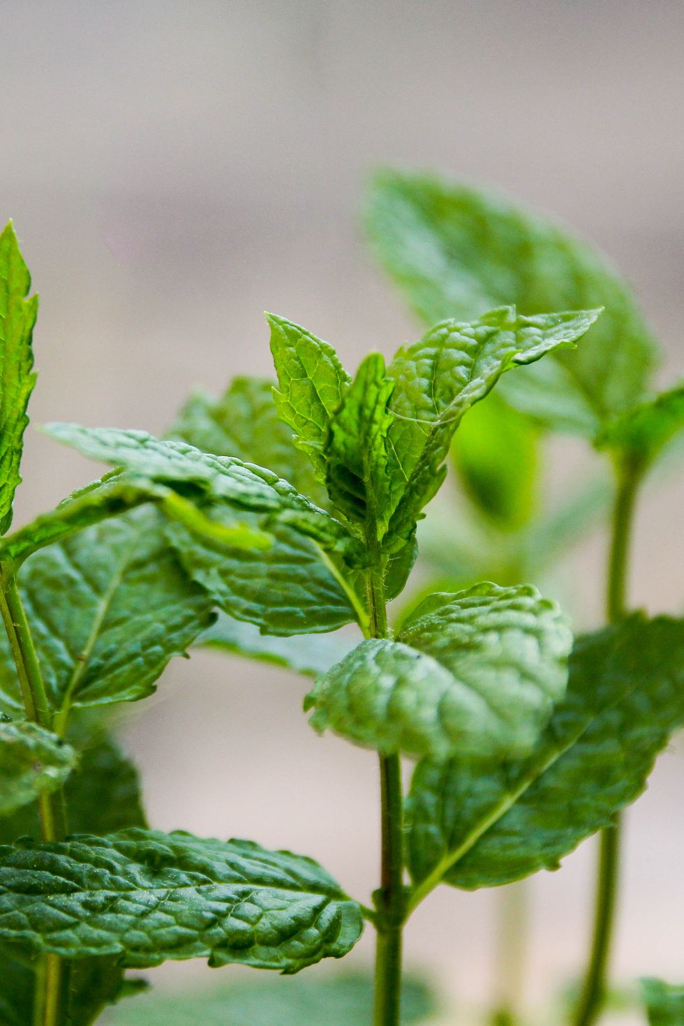 fresh mint plant