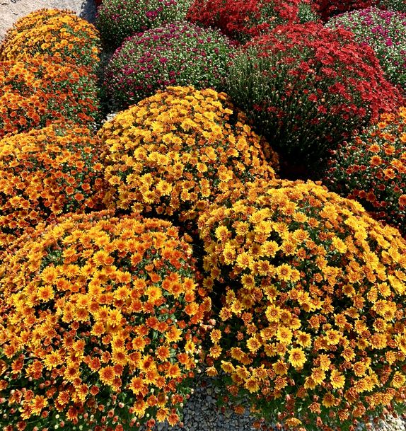 https://hips.hearstapps.com/hmg-prod/images/fresh-mums-for-sale-at-a-rural-farm-in-iowa-royalty-free-image-1690229563.jpg