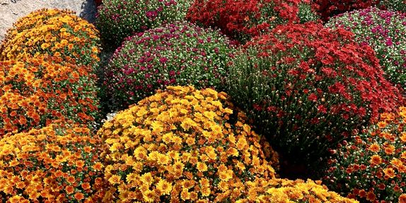 24 Fall Flowers To Plant This Autumn