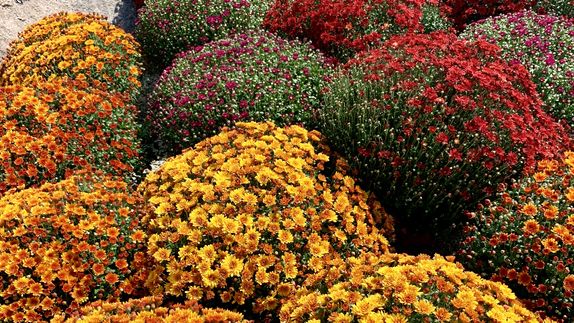24 Fall Flowers to Plant This Autumn, According to Experts