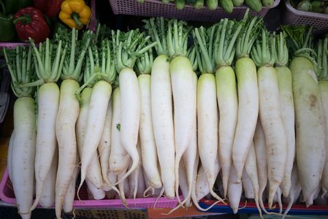 fresh organic big daikon vegetable
