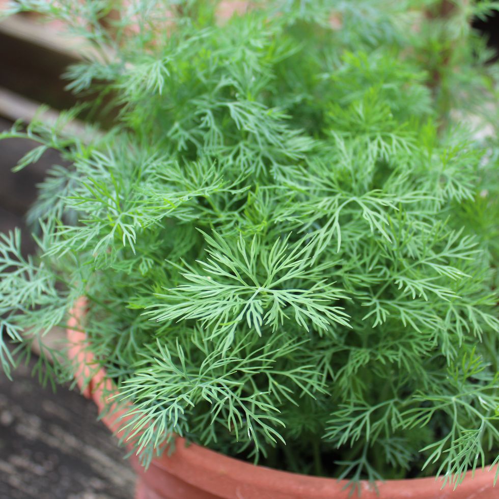 fresh organic dill