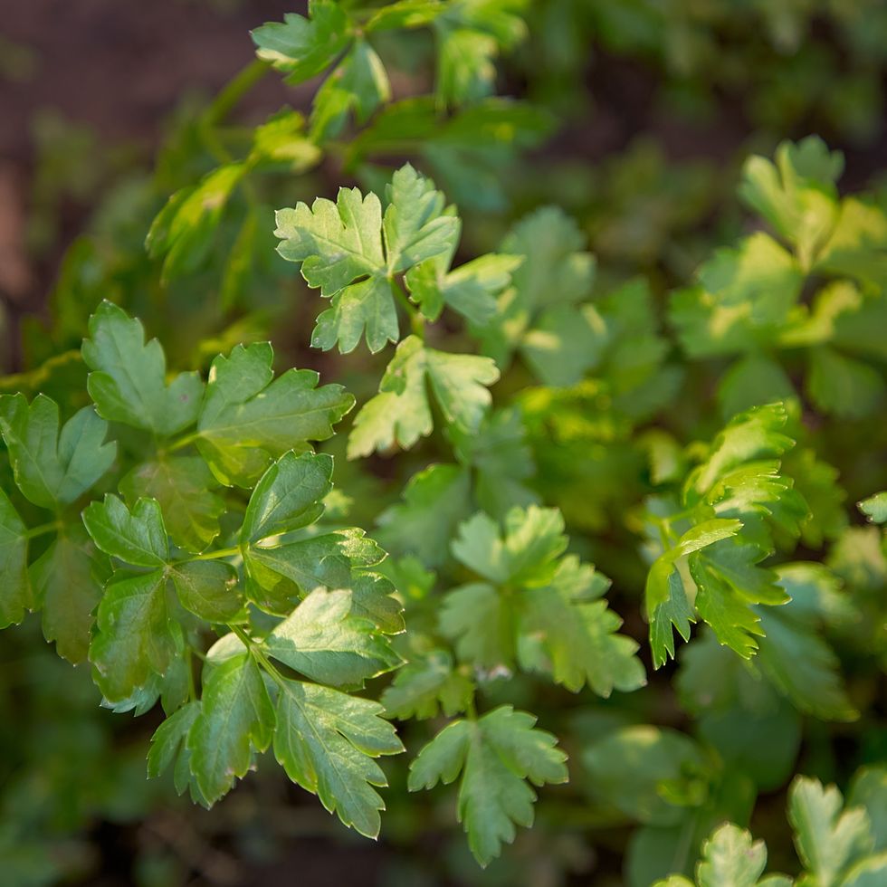 how to grow parsley