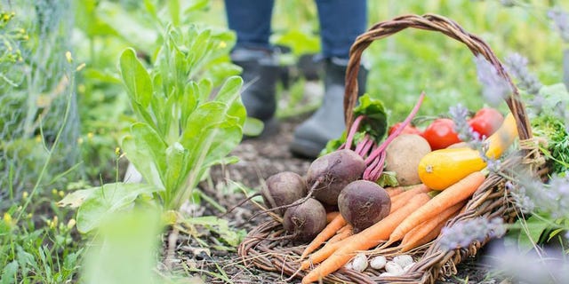 organic gardening