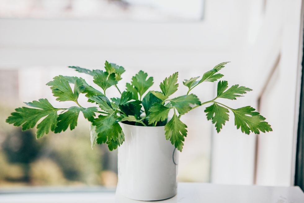 how to grow herbs indoors parsley