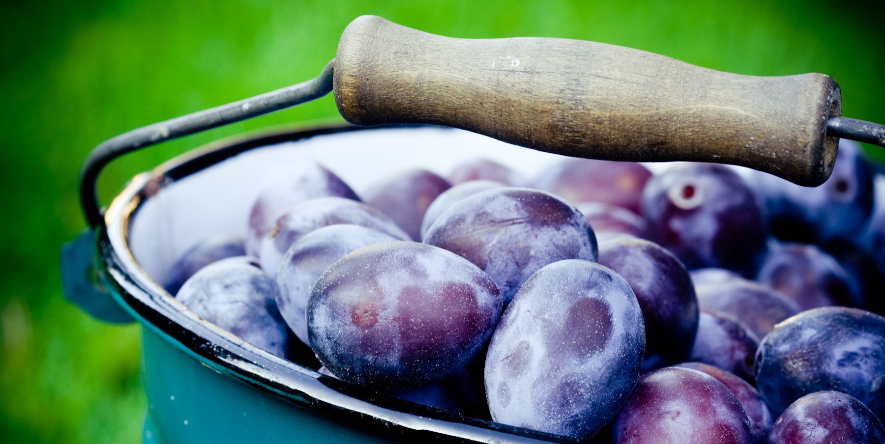 Fresh plums close-up
