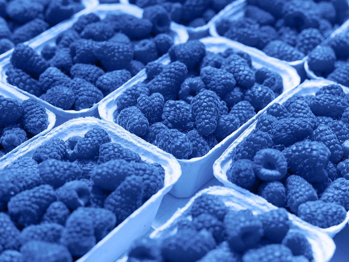 What Is Blue Raspberry? - History of Blue Raspberry Flavoring