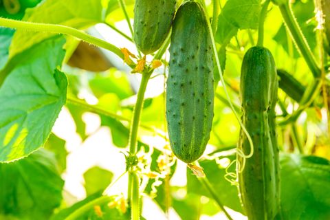 container gardening vegetables cucumbers