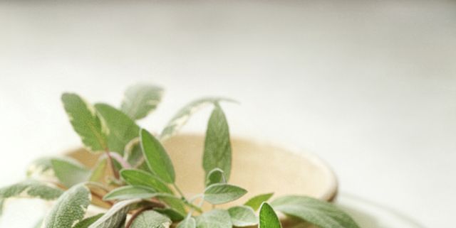 Salvia blanca Cuidados (Plantando, Fertilizantes, Enfermedades) -  PictureThis