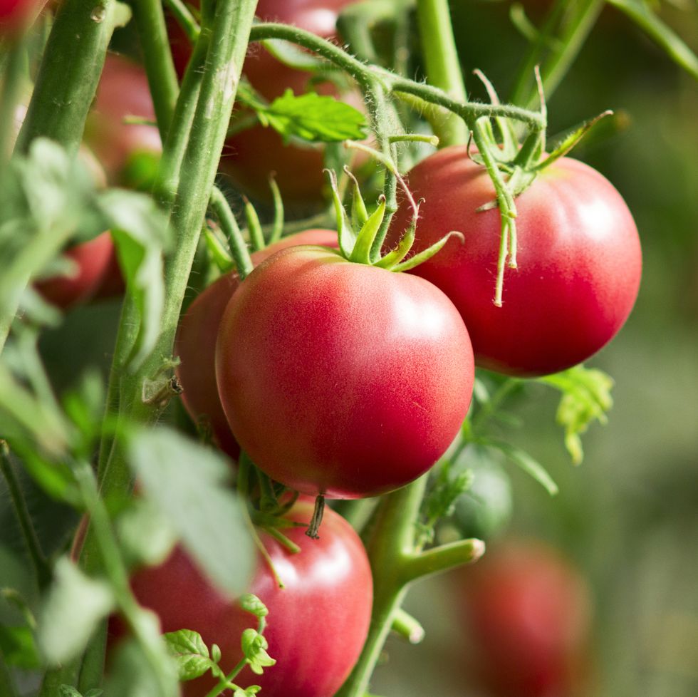 fresh tomatoes in garden