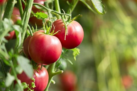 fresh tomatoes in garden