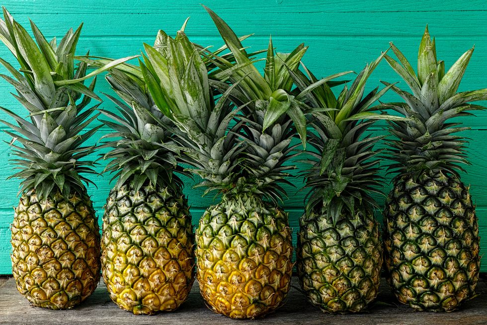 Fresh two-headed tropical pineapple standing in the middle of a row of pineapples, on a rustic wooden table against a turquoise wooden walled background.