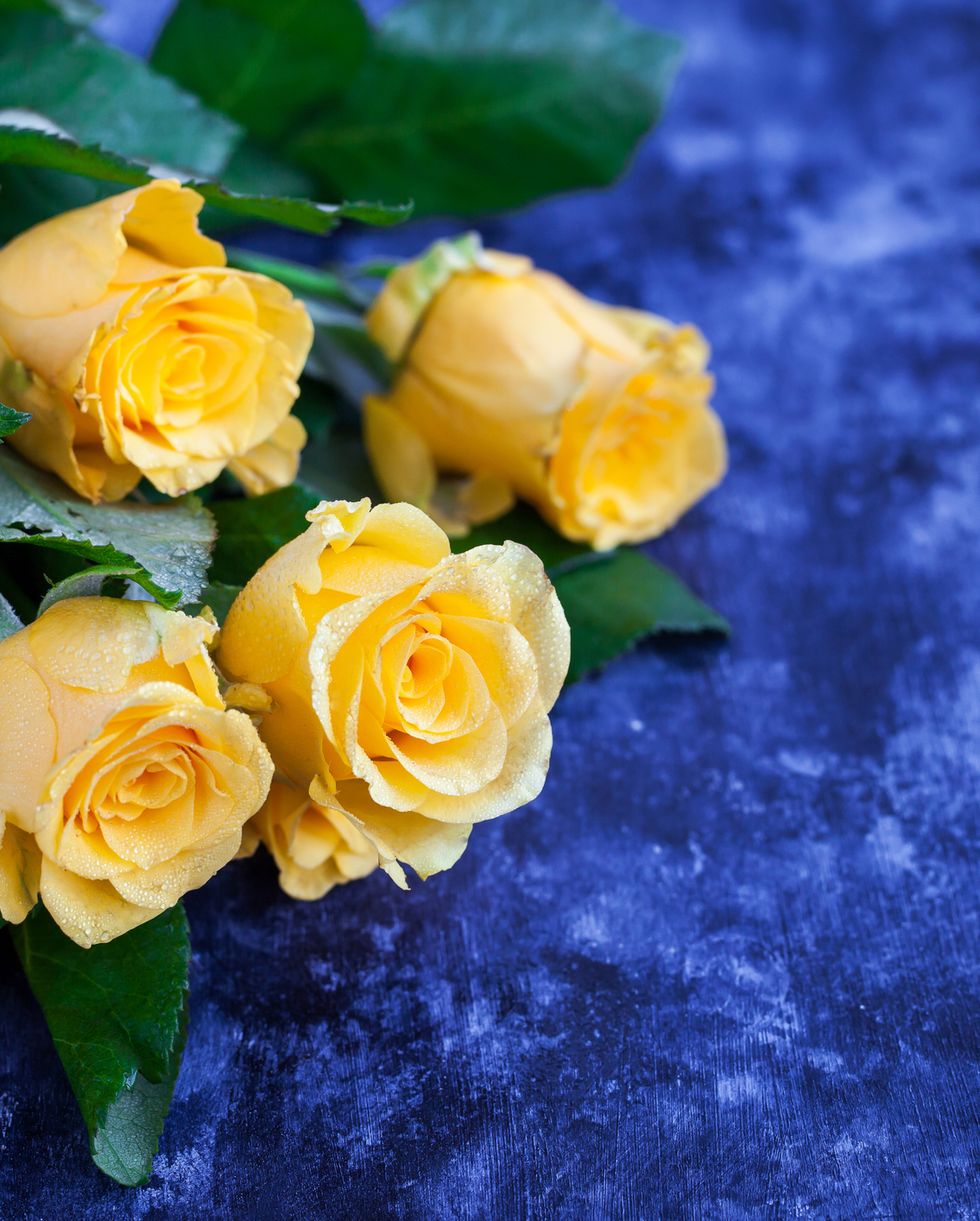 Fresh yellow roses flowers on blue painted wooden background