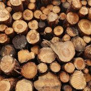 freshly cut timber pile, scotland