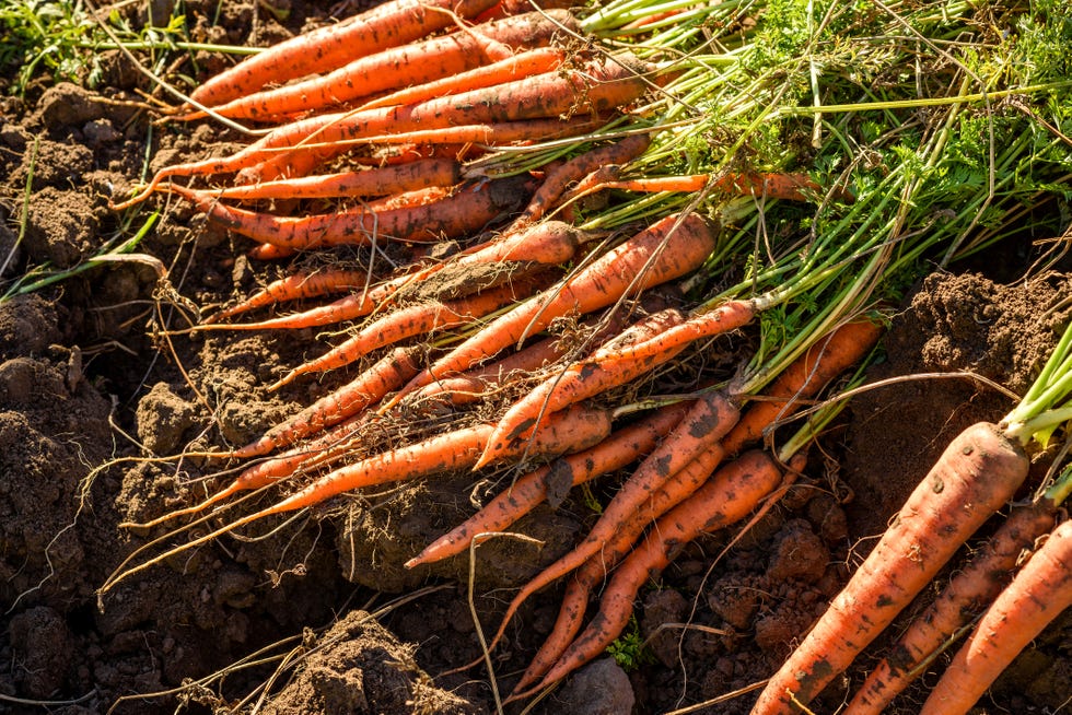 freshly harvested carrots in organic vegetable garden