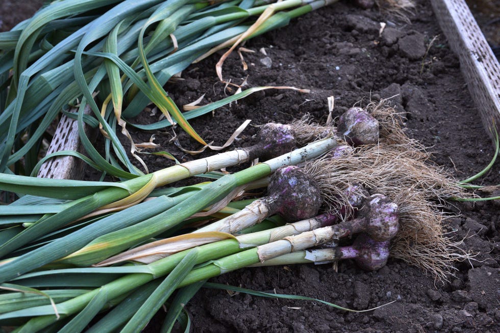 fall vegetable garden garlic