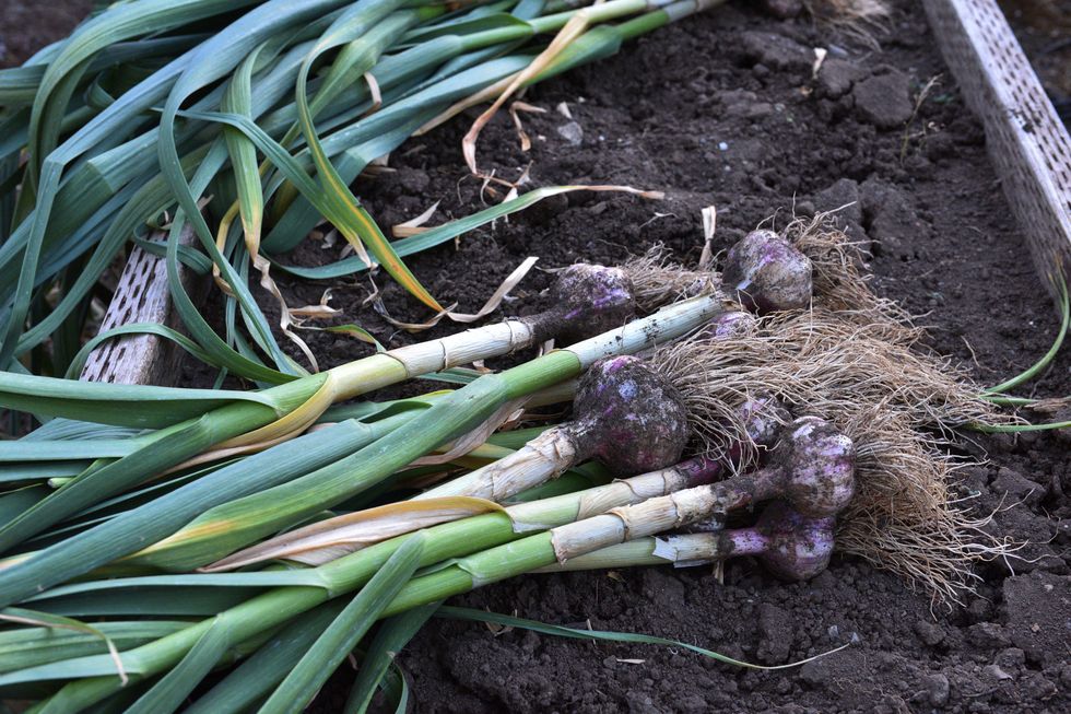 When to plant garlic picks