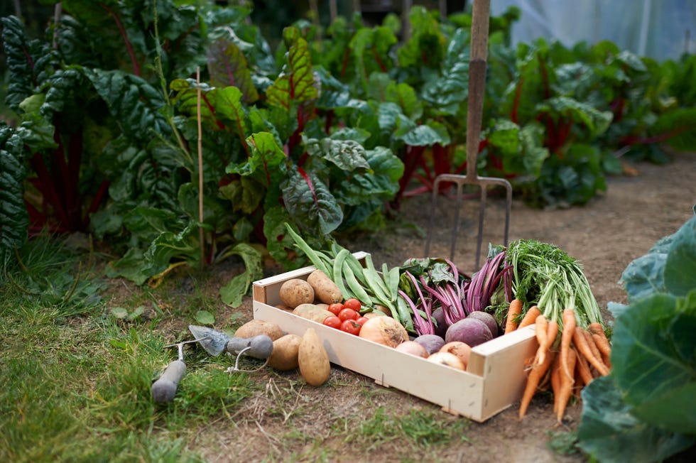 Britain is about to face a carrot shortage