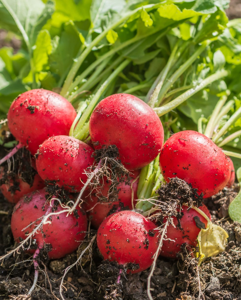 best vegetables to grow radishes
