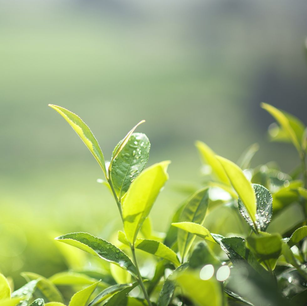 Freshness tea leaves