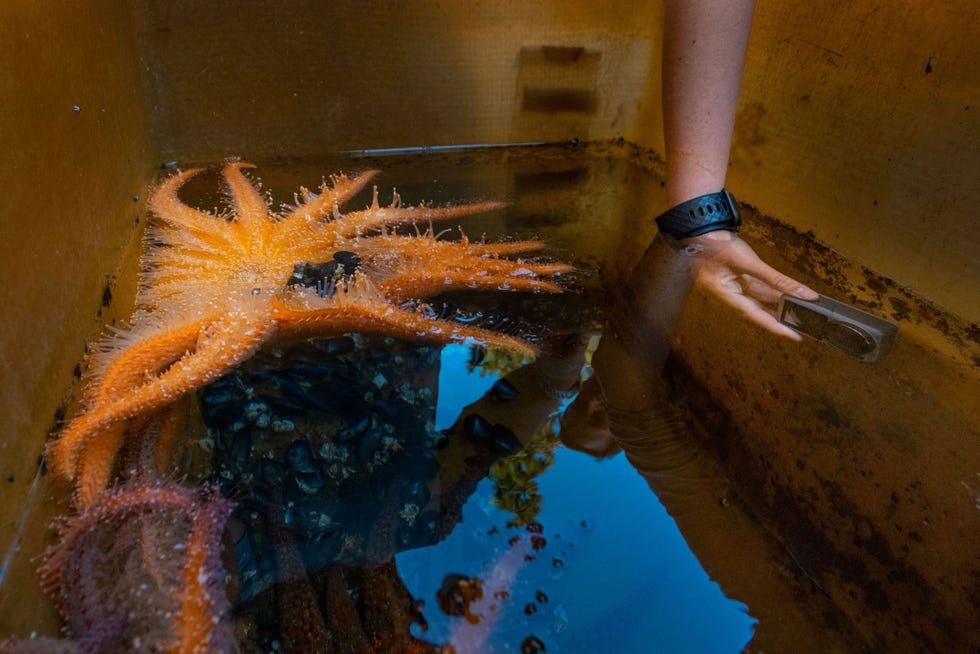 Naomi Scott van Salish Sea Sciences filmt een volwassen zonnebloemster tijdens het foerageren Omdat de voedingsgewoonten van volgroeide zonnebloemsterren in het wild nog maar amper zijn bestudeerd maken de onderzoekers van de gelegenheid gebruik om ze in het laboratorium vast te leggen