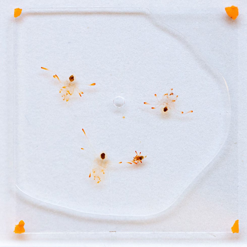 Deze larven van zonnebloemsterren in de Friday Harbor Laboratories behoren tot de eerste die ooit in een laboratorium zijn gekweekt