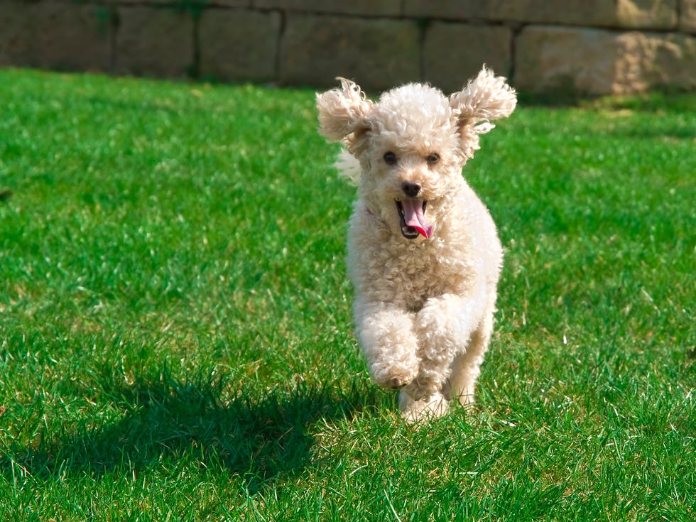 12 Friendliest Dog Breeds - Friendly Dogs For Families