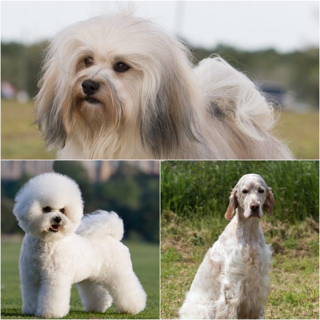 6 friendly and happy dog breeds that love being around people