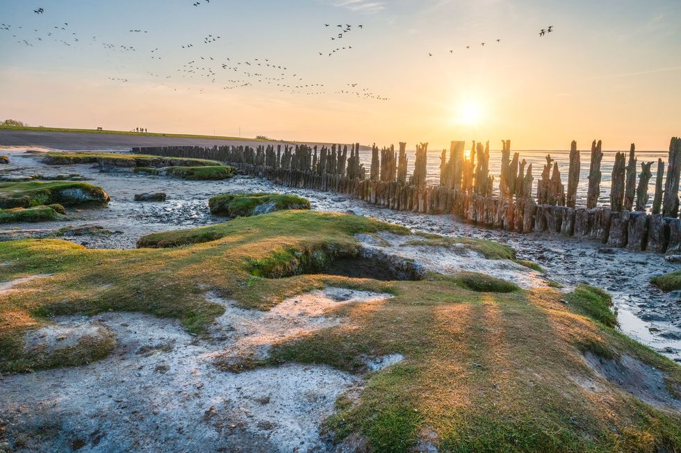 Het Waddenzeegebied is het enige natuurlijke UNESCOwerelderfgoed in Nederland