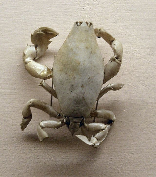 lyreidus tridentatus, a raninid frog crab
