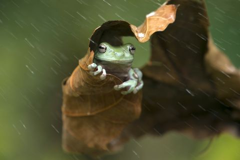Frog sheltering under a leaf in the rain, Indonesia